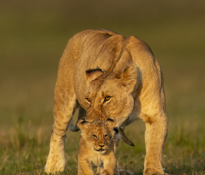 Masaimara tours